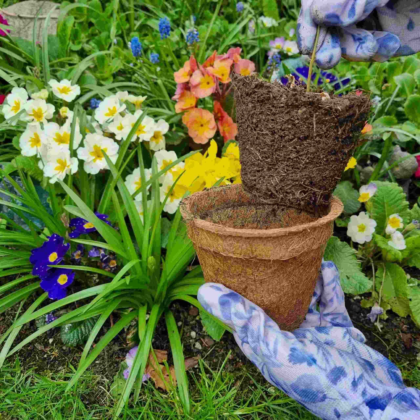 Coir Plant Pots - 10 x 10cm