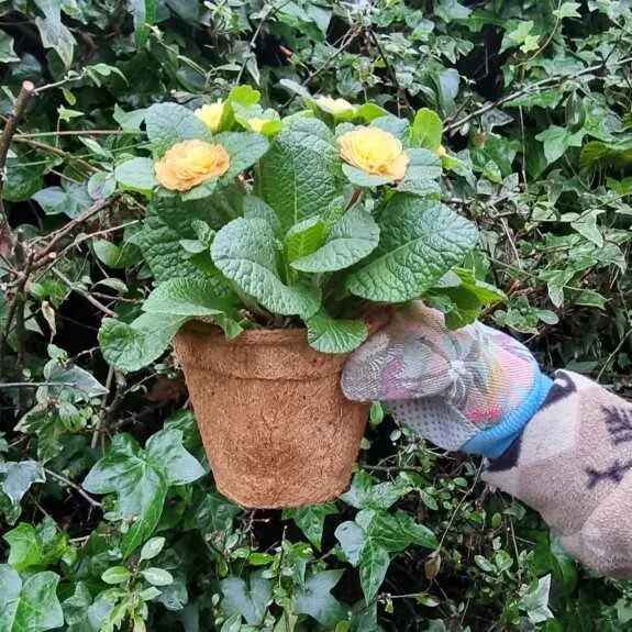 Coir Plant Pots - 10 x 10cm