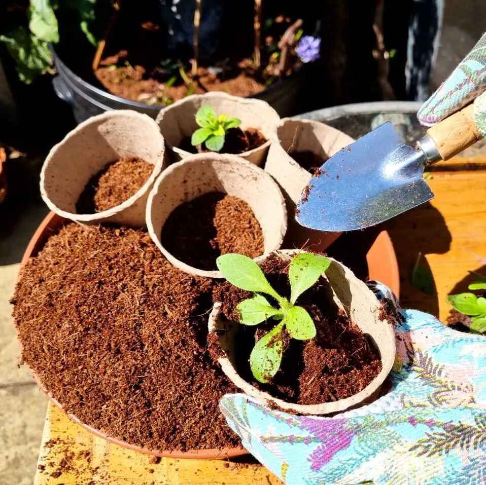 Coco Coir Compost