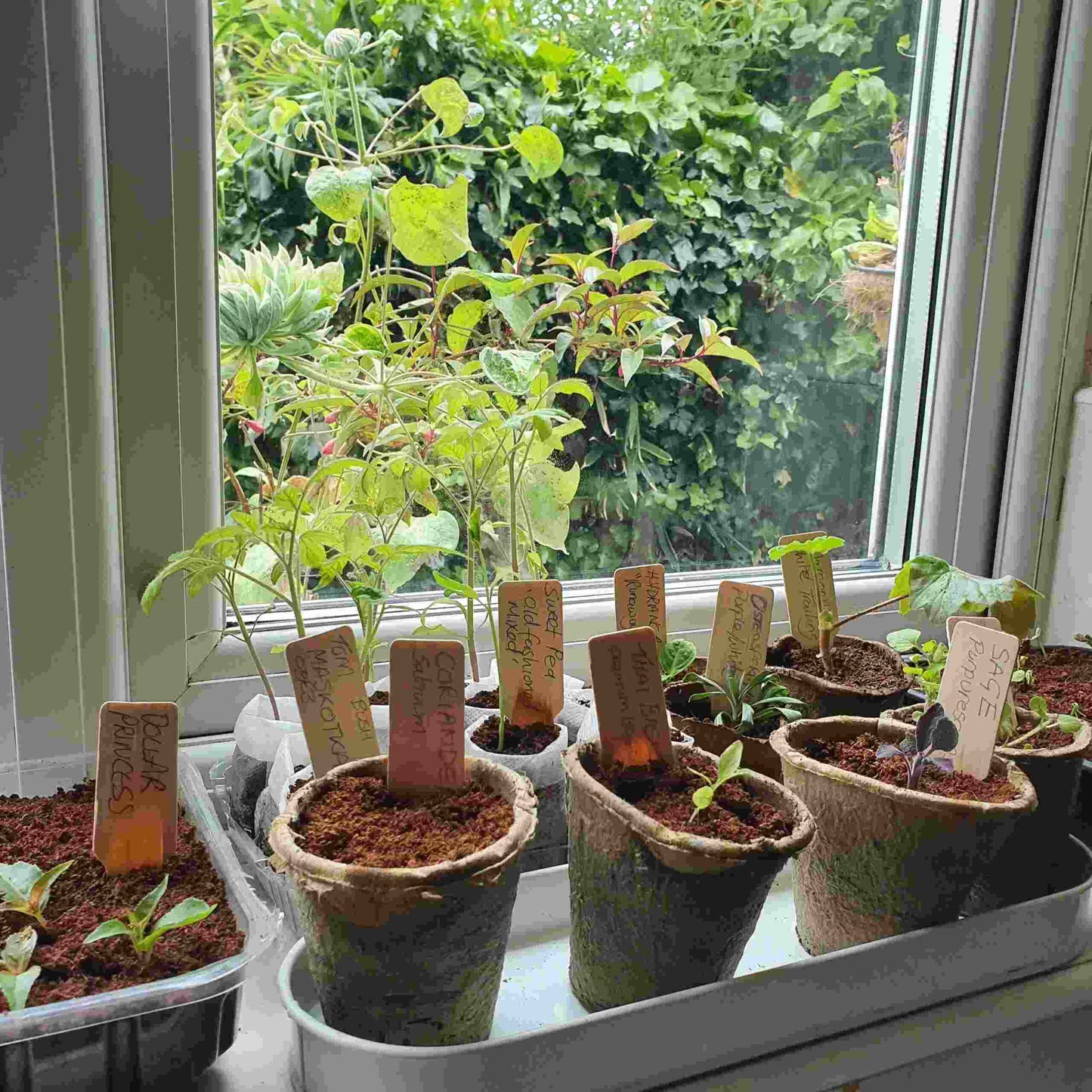 Plant Labels made from Natural Wood